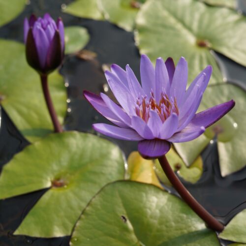 【现货】达小型睡莲根块荷塘池塘热带睡莲带花苞庭院带香味
