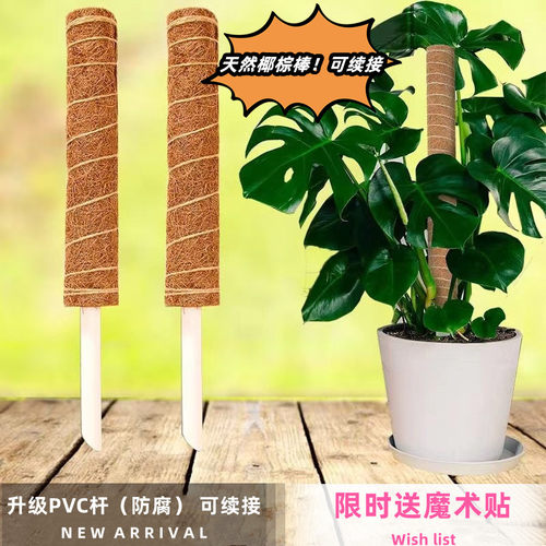 龟背竹支撑杆椰棕棒爬藤花架
