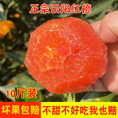 正宗云阳红橙现摘现发卡拉红肉脐橙中华肉红应季高阳新鲜重庆脐橙