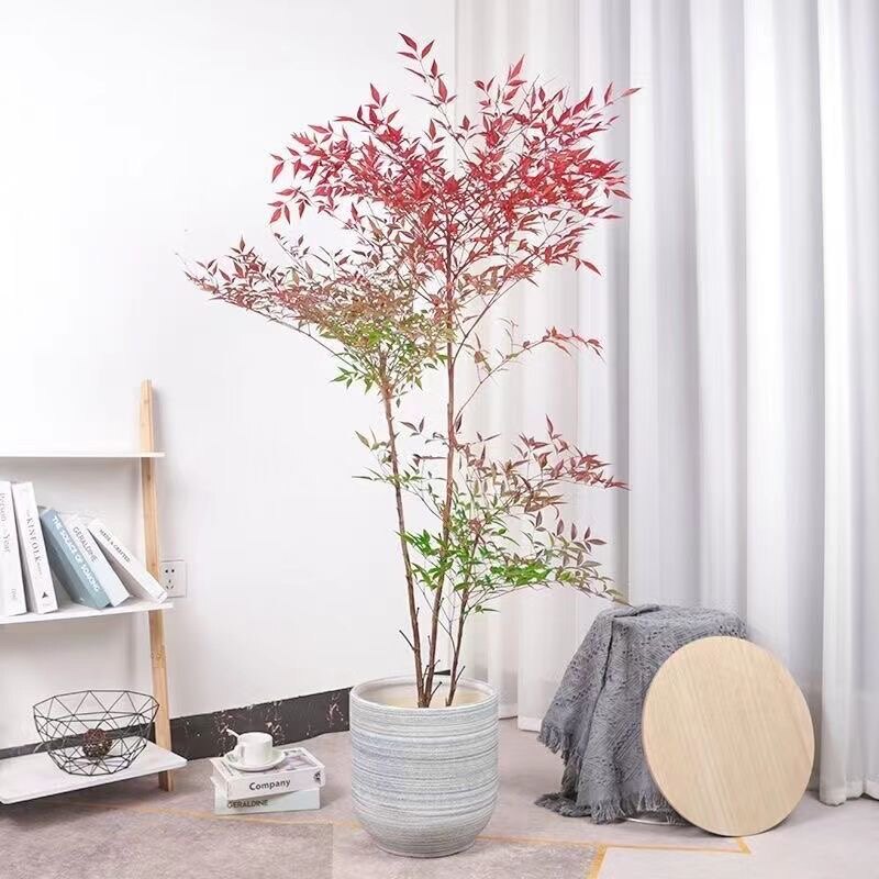南天竹树苗火焰南天竹红天竹苗火大型绿植/成品组合盆