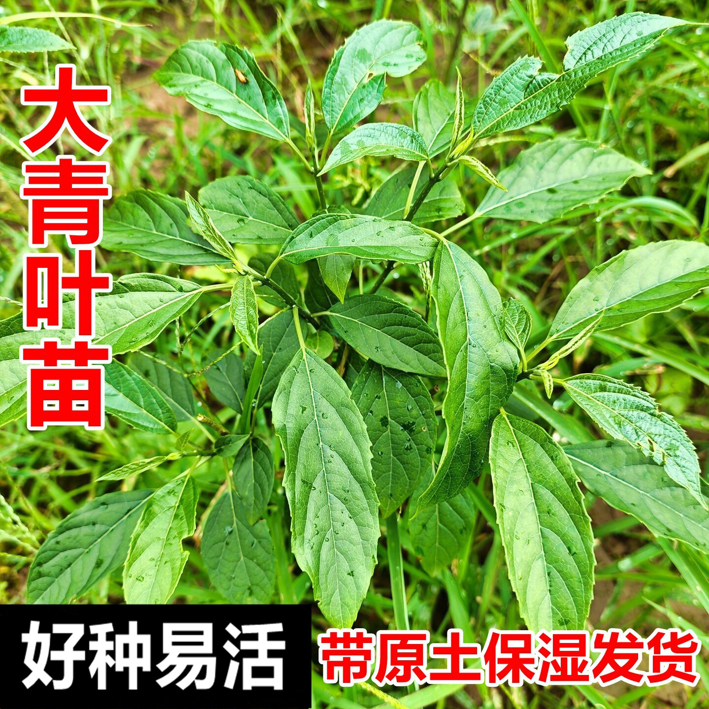 南岭野蓼大青叶苗蓼蓝叶染青草苗蓼蓝叶苗绿植中药材幼苗