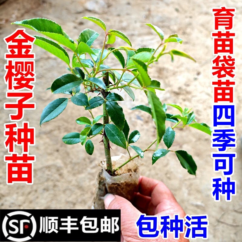顺丰包邮南岭野金樱子树苗金罂子苗金壶瓶刺榆现挖现发中药材幼苗