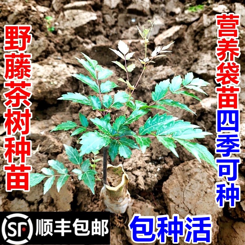顺丰包邮南岭野藤茶树苗莓茶树苗显齿蛇葡萄苗现挖现发中药材幼苗