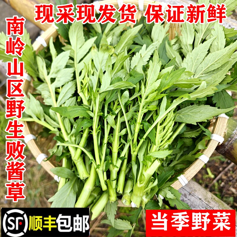 顺丰包邮南岭野生白花败酱草嫩头新鲜野菜苦荠公苦斋菜苦菜中药材
