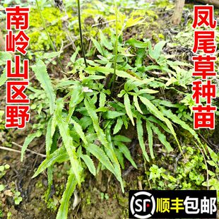 顺丰包邮南岭野凤尾草苗井栏草种苗小叶凤尾蕨现挖新鲜中药材幼苗