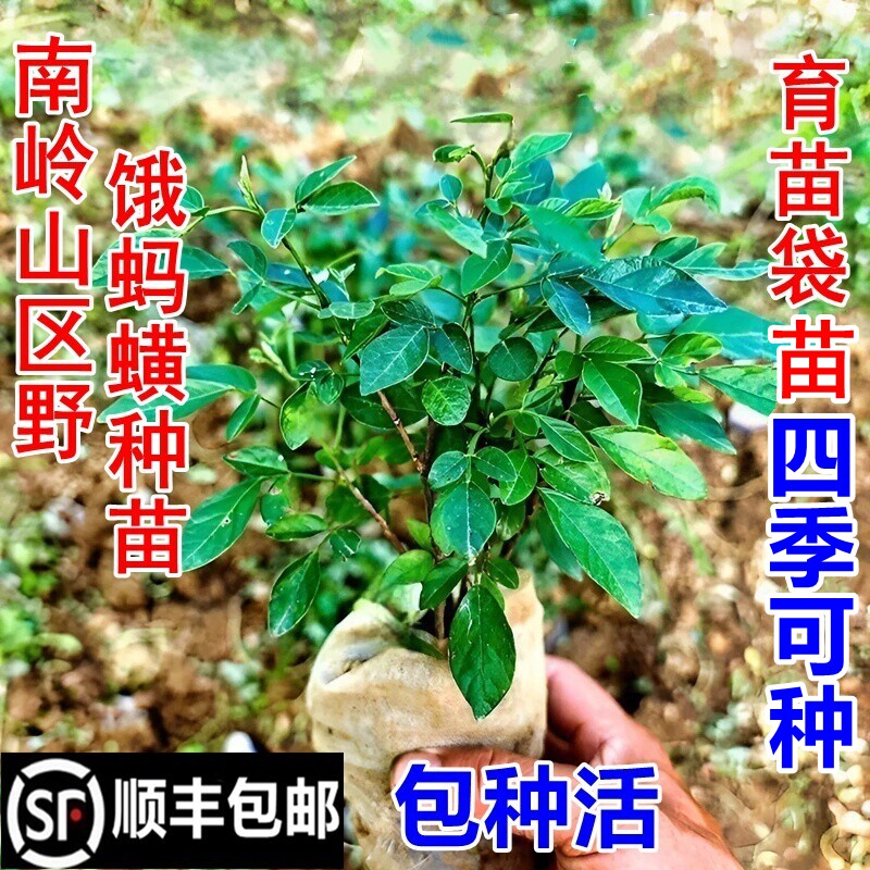 顺丰包邮南岭饿蚂蝗苗山蚂蝗小槐花饿蚂蟥苗新鲜胃痛草中药材幼苗
