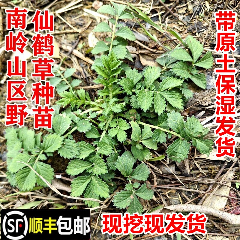 顺丰包邮南岭野仙鹤草苗龙牙草脱力草种苗狼牙草新鲜中药材幼苗