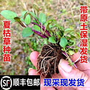 顺丰包邮南岭野生夏枯草苗夏枯球棒头草白花草现挖新鲜中草药材苗