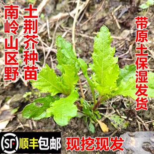顺丰包邮南岭野生土荆芥苗臭草种苗杀虫芥天仙草现挖新鲜中药材苗
