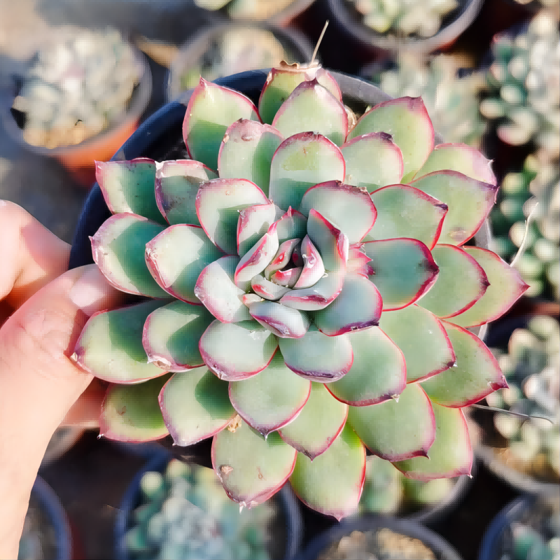 红边灵影多肉植物盆栽进口群生灵隐多肉盆栽绿植花卉防辐射易度夏