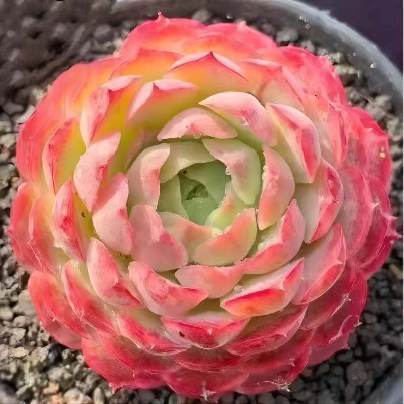 朱砂痣多肉植物好养室内