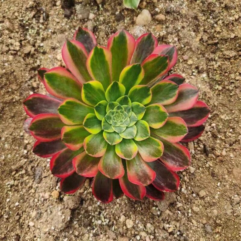 朝霞锦法师多肉老桩植物覆轮锦法师变异新种苗大颗好养室内阳台