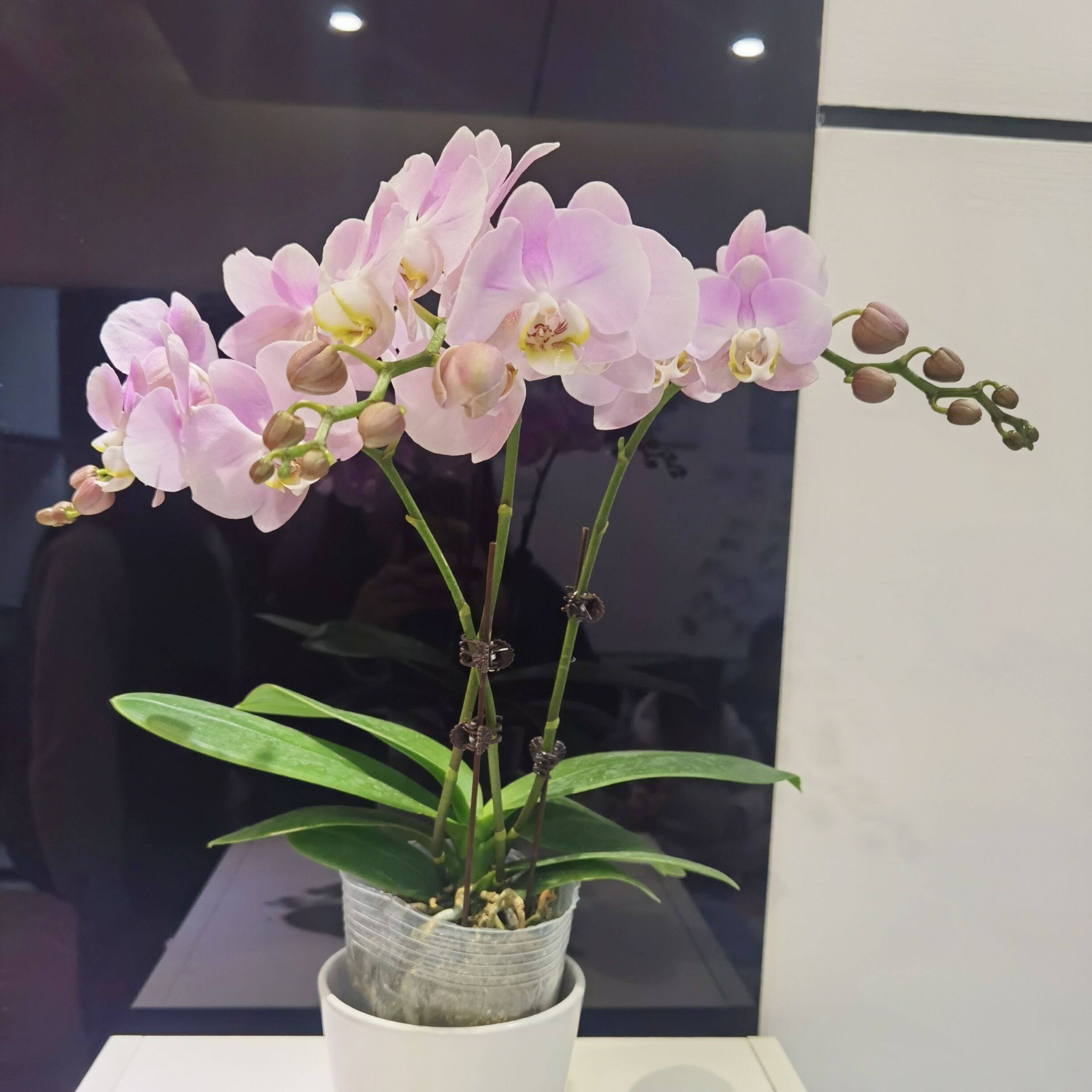 蝴蝶兰花苗盆栽四季花卉花苞植物
