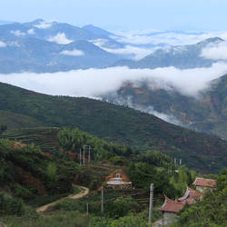 花香毛蟹乌龙茶!福建安溪高山毛蟹茶叶散装茶农直销批发新茶400g