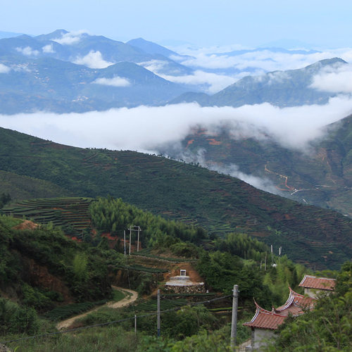 福建高山花香毛蟹乌龙茶