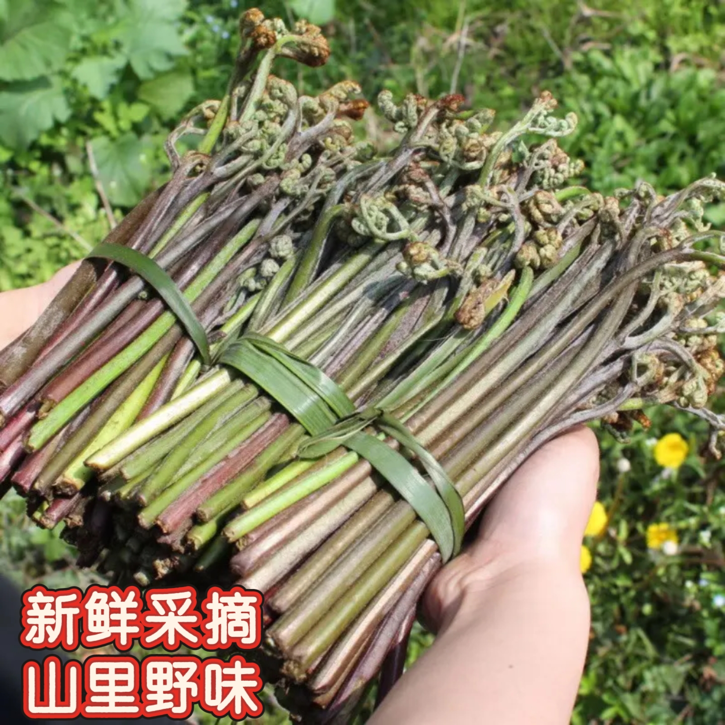 安徽山区特产野生鲜嫩山蕨菜小拳菜炒菜凉拌火锅时令当季野生蕨菜