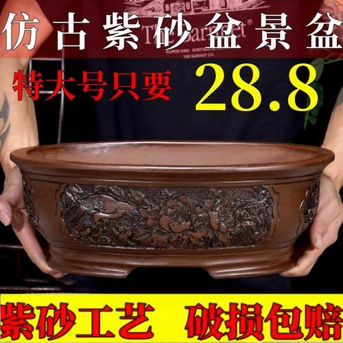 迎客松椭圆形榕树特大号