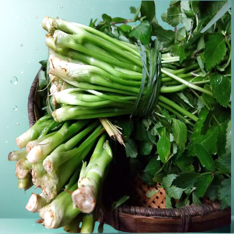 贵州野芹菜现摘发货水芹菜春季时令野菜农家特产产地直销坏件包赔