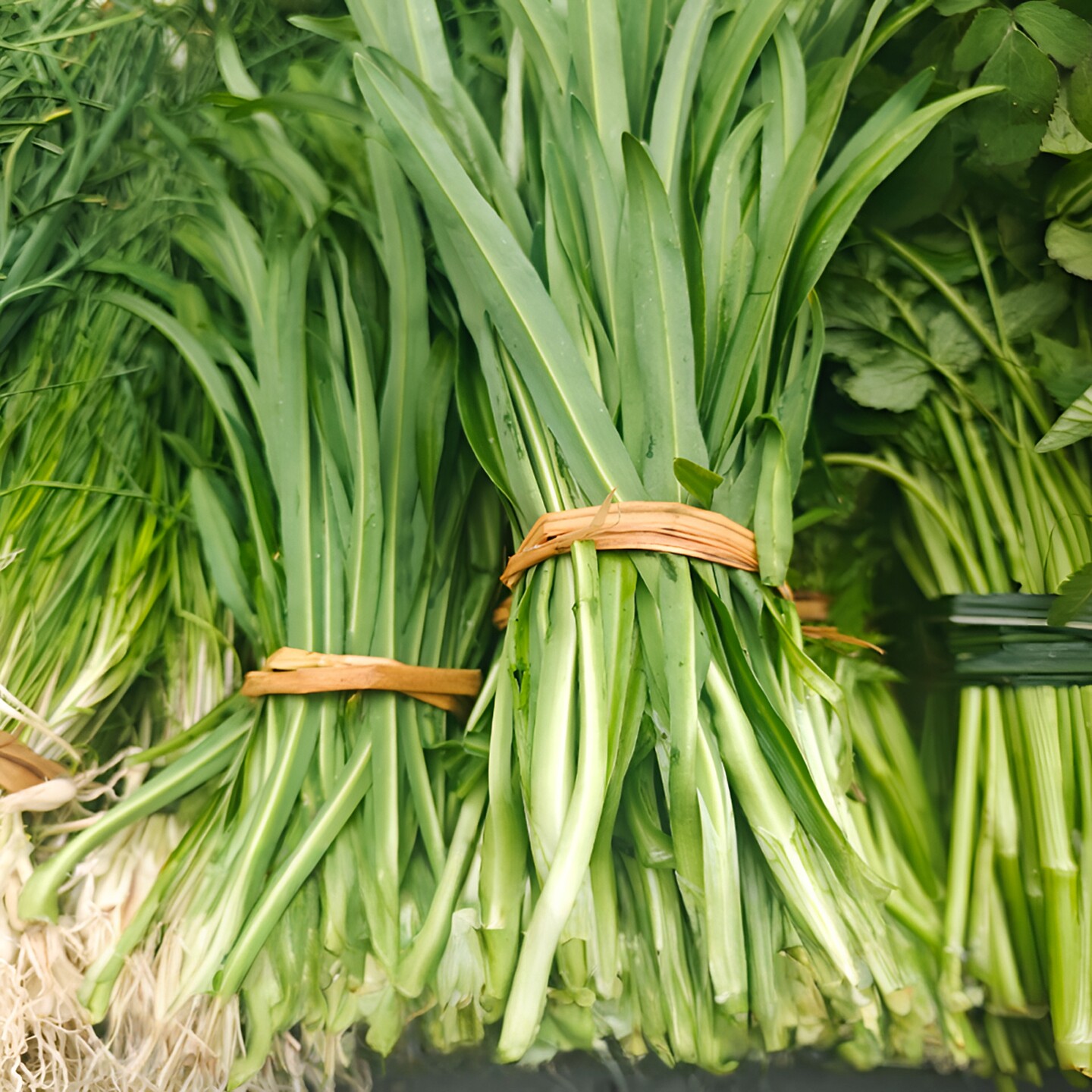 贵州特产大叶韭菜宽叶韭菜新鲜现割野韭菜农家菜园蔬菜煲汤炒菜
