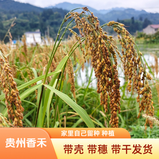 贵州香禾稻谷穗带壳带杆稻穗农家留种子种植真稻子农庄摆件道具