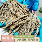 贵州糯小米种子种植带壳带穗农庄装 饰挂件摆件黄平小米锦屏小米