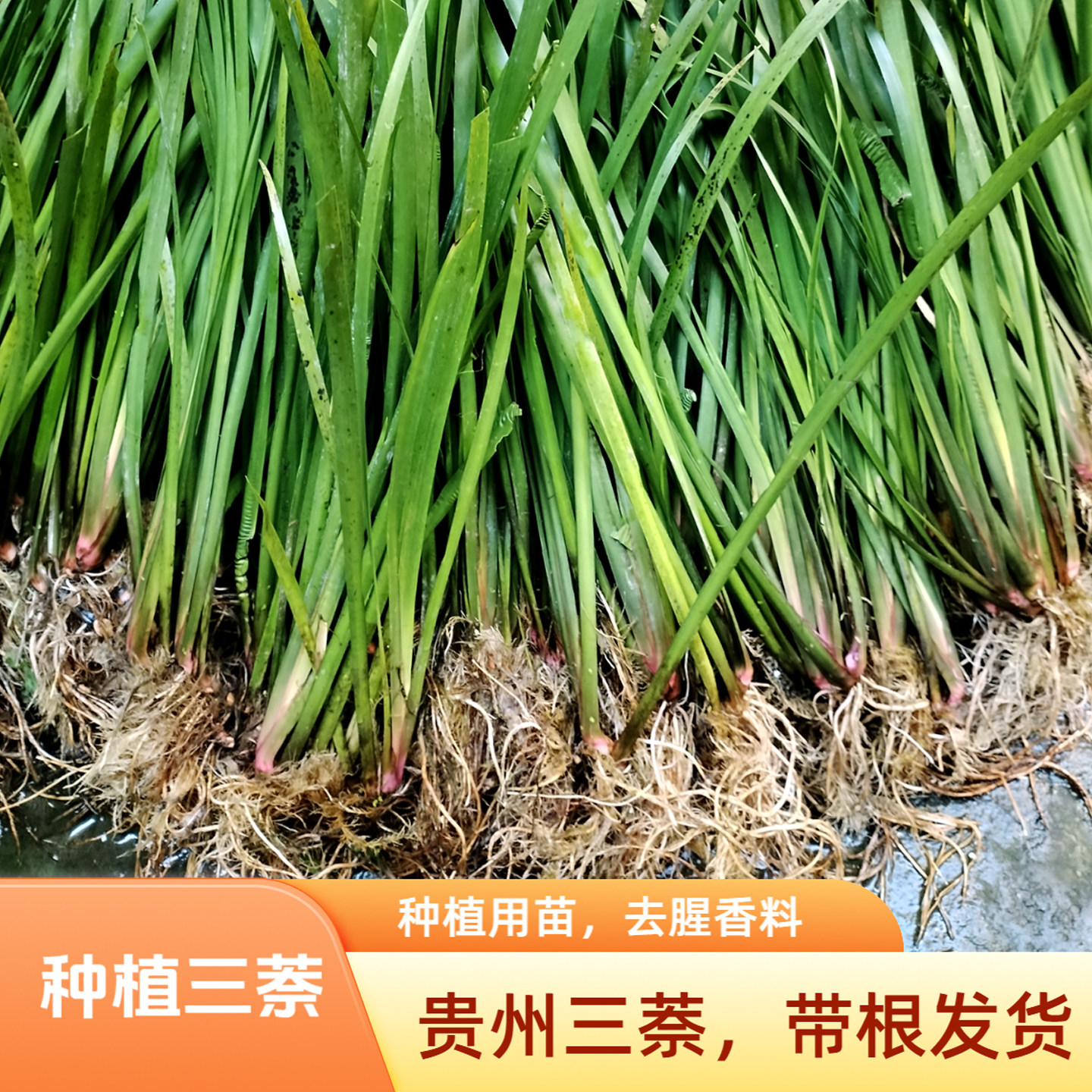 贵州三奈苗新鲜三萘山奈五香草带根盆景盆栽种植牛肉粉店熬汤香料