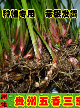 贵州山萘三奈苗沙姜山奈苗五香草牛肉粉羊肉配料卤料带根种植香料