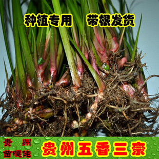 贵州山萘三奈苗沙姜山奈苗五香草牛肉粉羊肉配料卤料带根种植香料