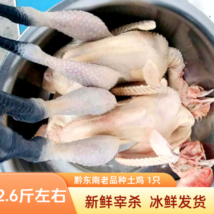 贵州小香鸡散养黔东南老品种土鸡农家本地鸡锦屏老母鸡冰鲜发货