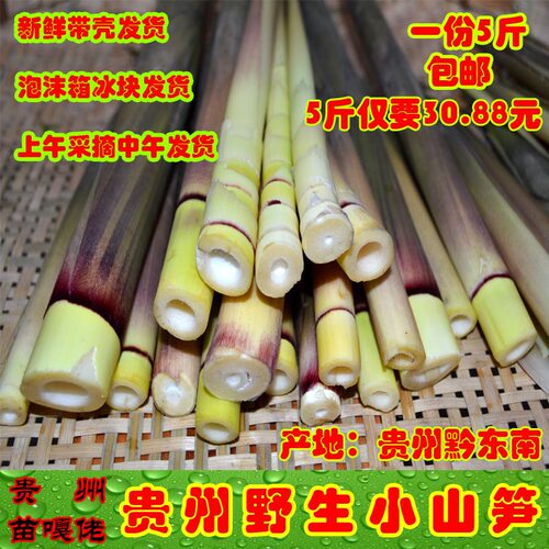 贵州野生山竹笋春笋嫩笋尖包邮