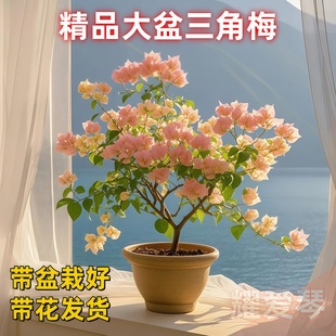 绿樱重瓣三角梅盆栽漳红四季大苗爬藤花卉植物阳台花树苗老桩绿植