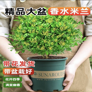 常青驅蚊綠植 香水米蘭花盆栽大盆帶花苞濃香好養花卉植物室內四季