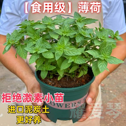 大盆薄荷盆栽可食用大苗室内驱蚊绿植四季香草植物迷迭香猫薄荷叶