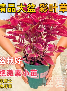 彩叶草盆栽金边紫色大苗五彩室外庭院好养高颜值观叶花卉耐晒绿植