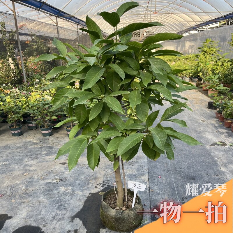 白兰花玉兰花树苗带花苞矮化老桩盆栽黄角兰四季开花绿植一物一拍