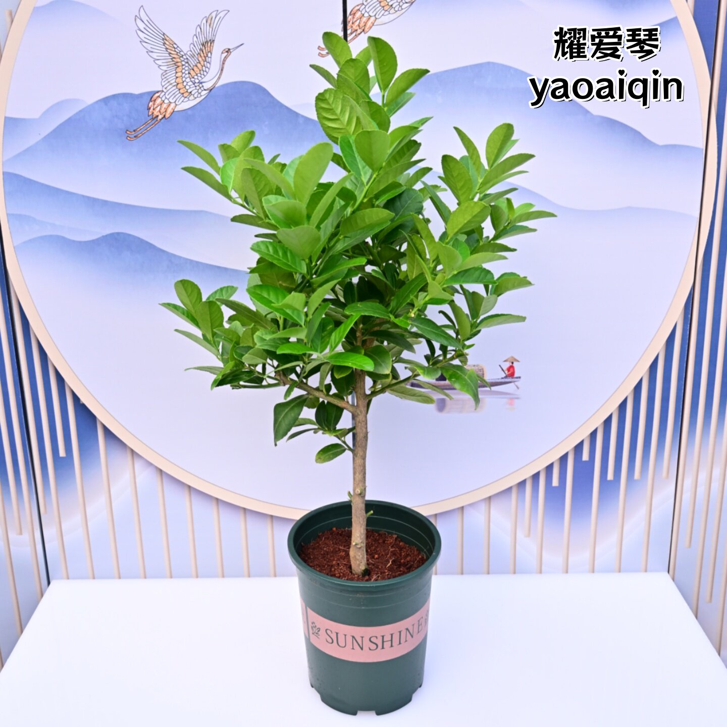 香水柠檬树盆栽绿植客厅室内带果老桩桌面阳台植物可食用水果树苗