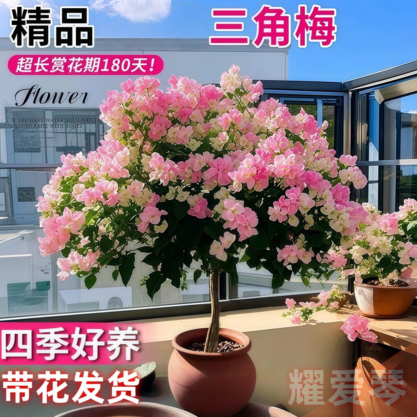 三角梅盆栽带花四季花卉绿樱红缨重瓣老桩阳台绿植花卉植物室内花