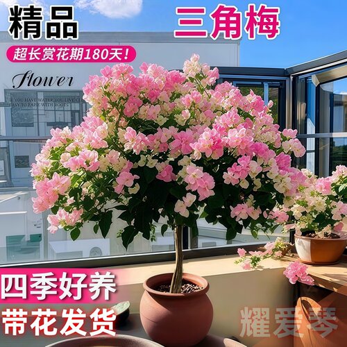 三角梅盆栽带花四季花卉绿樱红