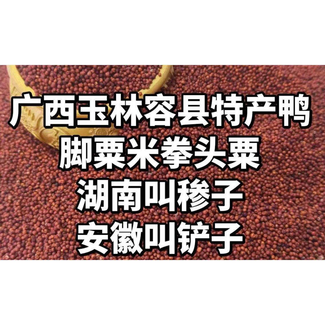 广西粟米粒龙爪粟拳头粟陈年粟新粟狗爪谷农家鸭脚栗米红色粟米粉