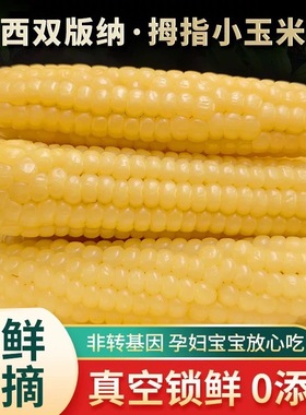 云南特产正宗西双版纳拇指小玉米香甜糯手指玉米非转基因宝宝爱吃