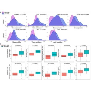 bulk 包括GEO芯片数据 rna测序 单细胞合集 R语言前五期