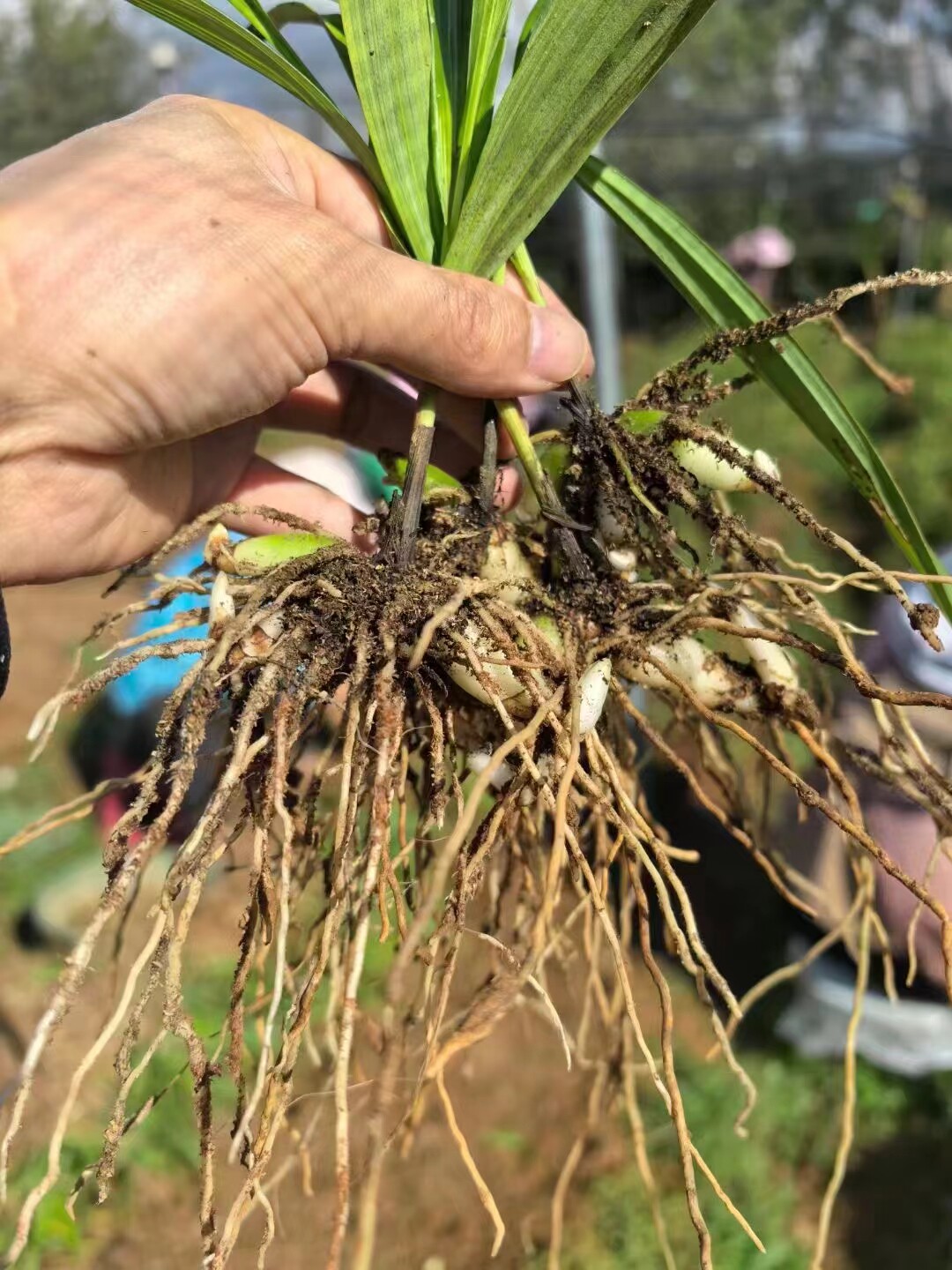 紫花三叉白芨苗带叶子发货