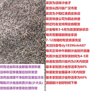 蚊子幼虫沙虫子黄辣丁黄颡鱼三角峰鲢鱼麻鱼野钓鱼饵新鲜腥味活饵