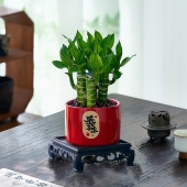 文昌竹4支金榜提名文曲星带根富贵竹室内桌面绿植盆栽含盆好养活