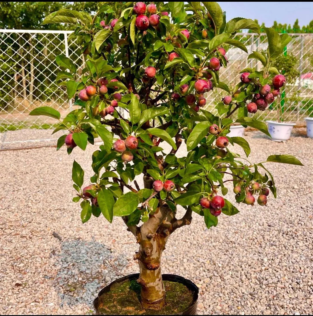 贵人果海棠果树果苗北方耐寒地栽盆栽盆景南方庭院度假村别墅树苗