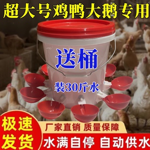 新款喂鸡用自动饮水器鸡鸭鹅用饮水器饮水碗饮水杯鸽子鹌鹑鸵鸟用