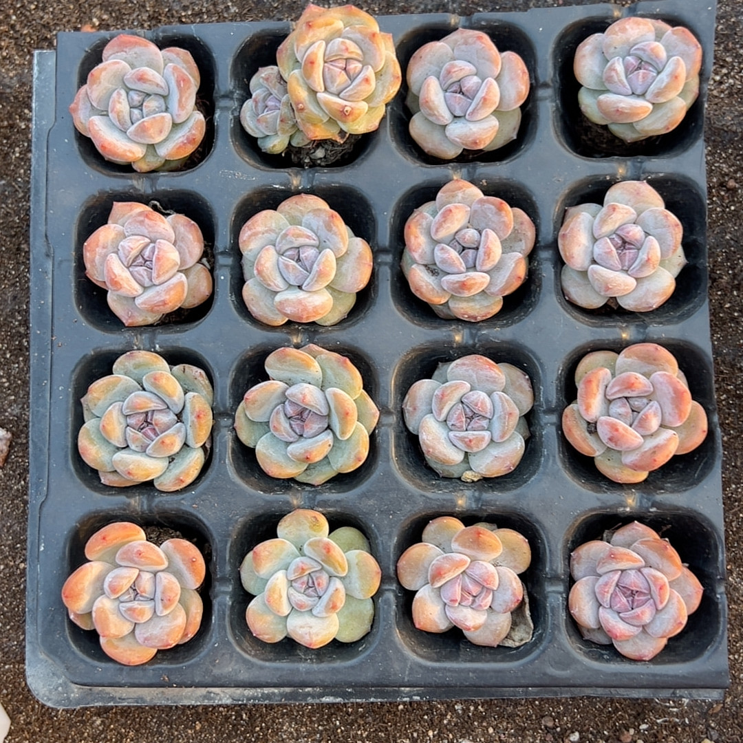 石榴籽星影16颗一组多肉植物