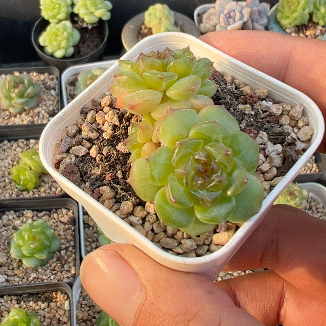 模特多肉植物