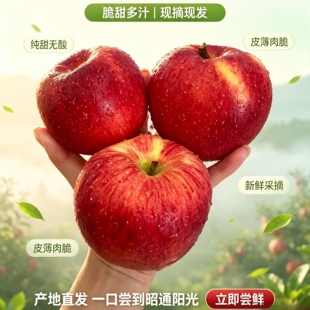 云南昭通2026年红露苹果高原生态种植脆甜红露苹果新鲜水果当季