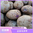 昭通大山包土豆新鲜紫色转转乌洋芋高山小土豆蔬菜洋芋